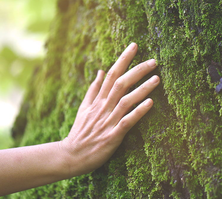 Detailaufnahme Hand auf bemoosten Baumstamm
